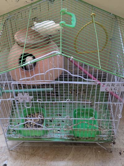 Selling love birds pair with cage