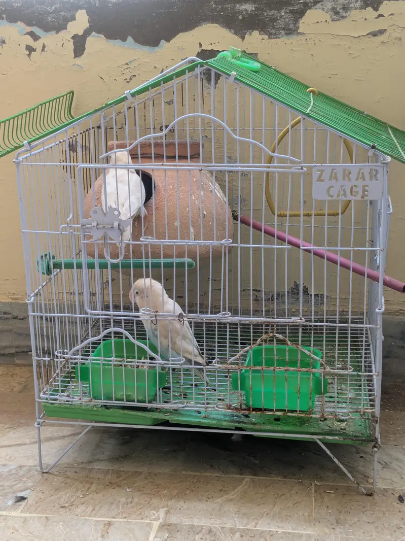 Selling love birds pair with cage — photo 3
