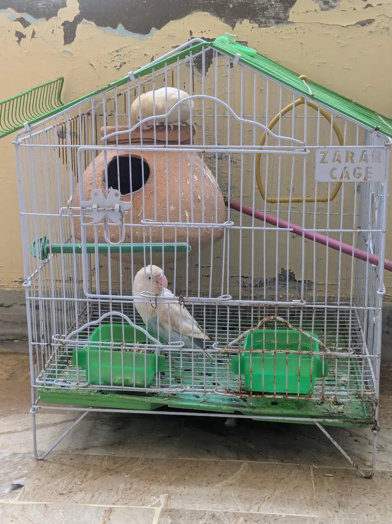 Selling love birds pair with cage — photo 4