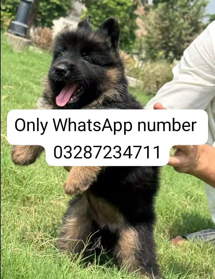German Shepherd baby for sale — photo 2
