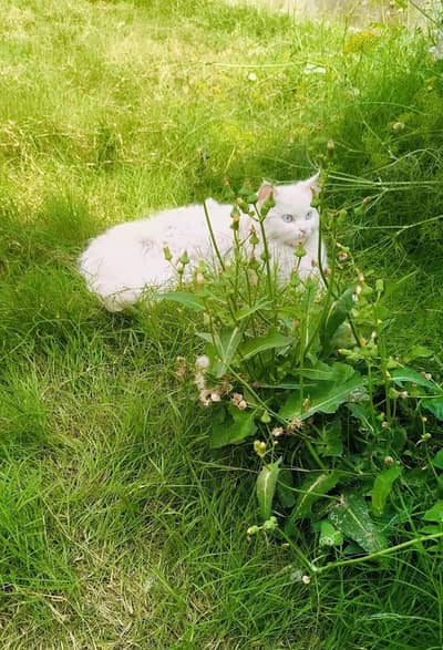 Tripple coated Persian Ice Blue Eyes Female Cat for Sale