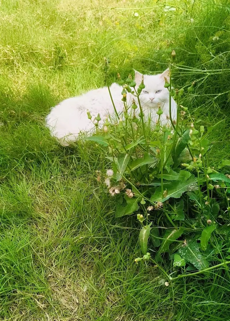 Tripple coated Persian Ice Blue Eyes Female Cat for Sale — photo 2