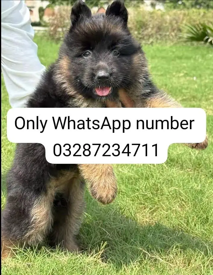 German Shepherd baby for sale — photo 2