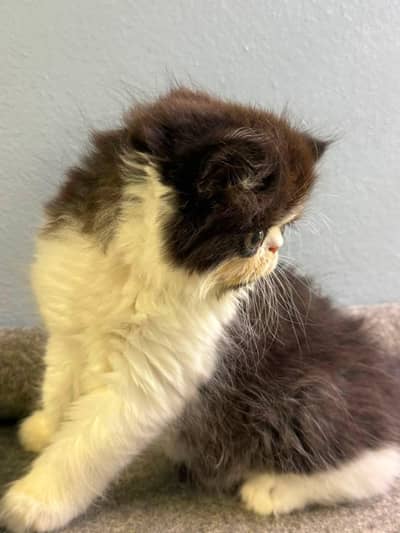 piki bloodline kittens available for new home