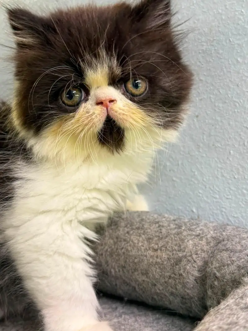 piki bloodline kittens available for new home — photo 2