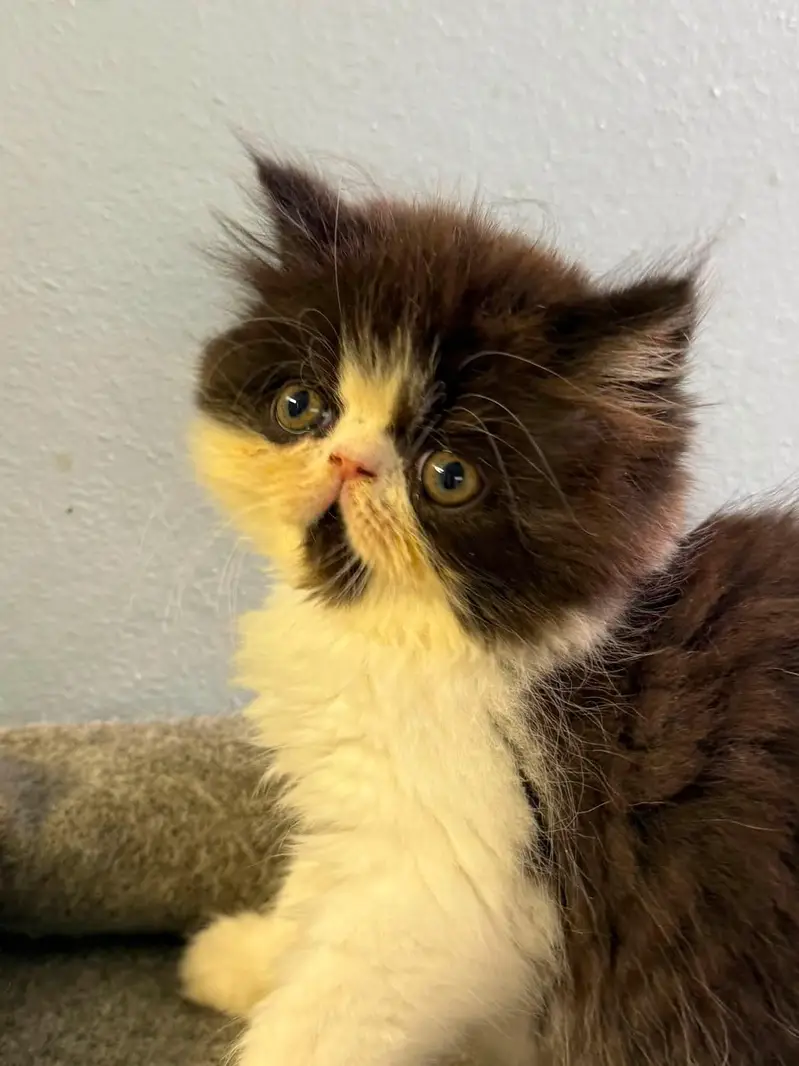 piki bloodline kittens available for new home — photo 3