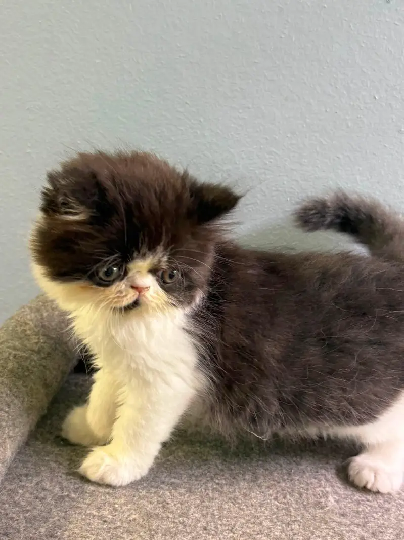 piki bloodline kittens available for new home — photo 4