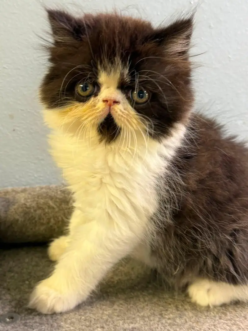 piki bloodline kittens available for new home — photo 5