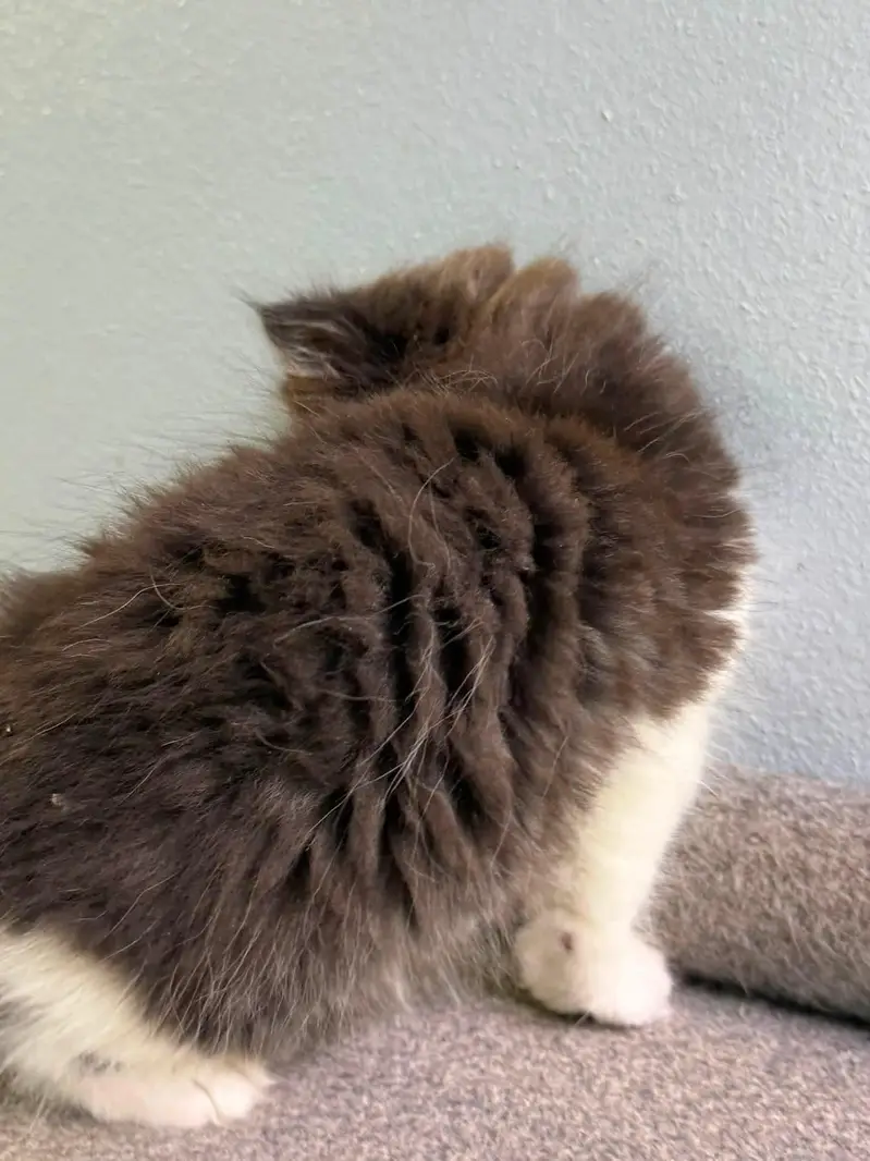 piki bloodline kittens available for new home — photo 6