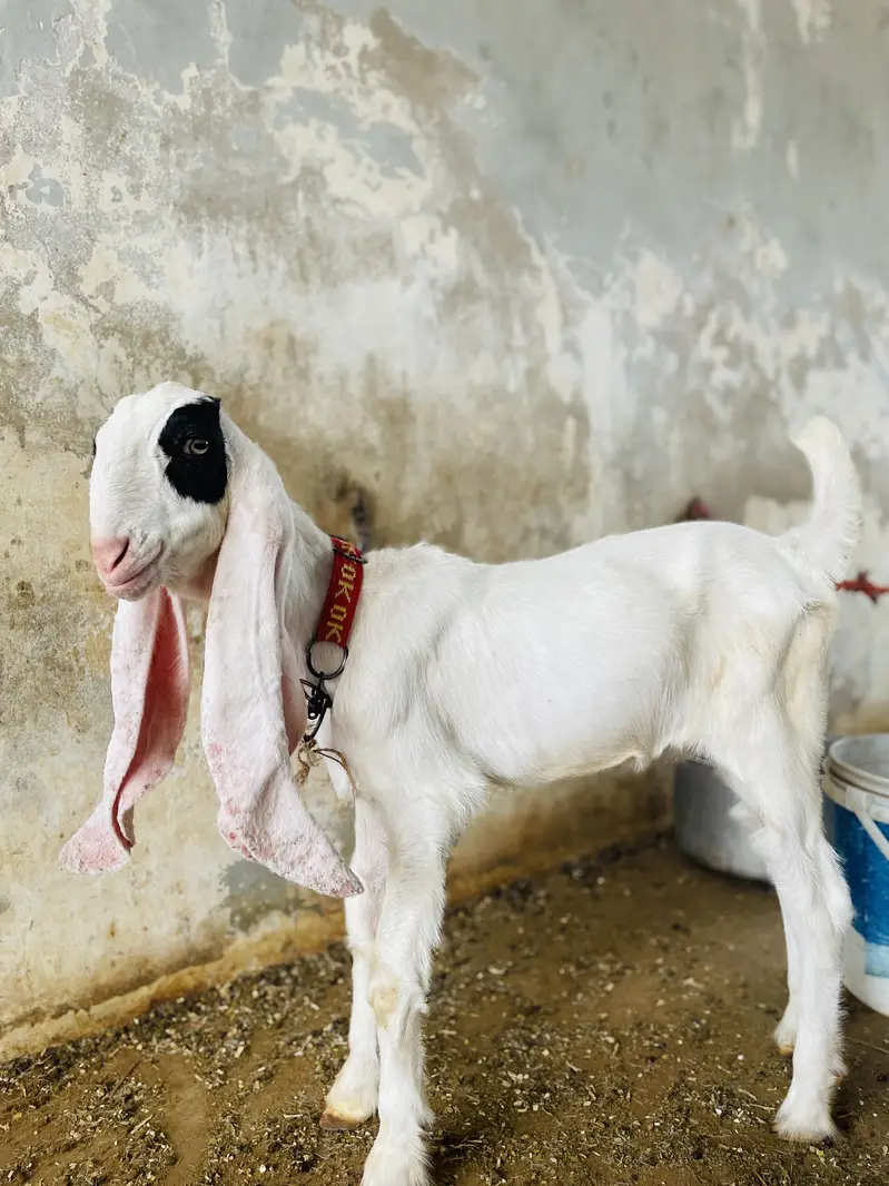 Goat ( PURE GULABI NASAL) — photo 5