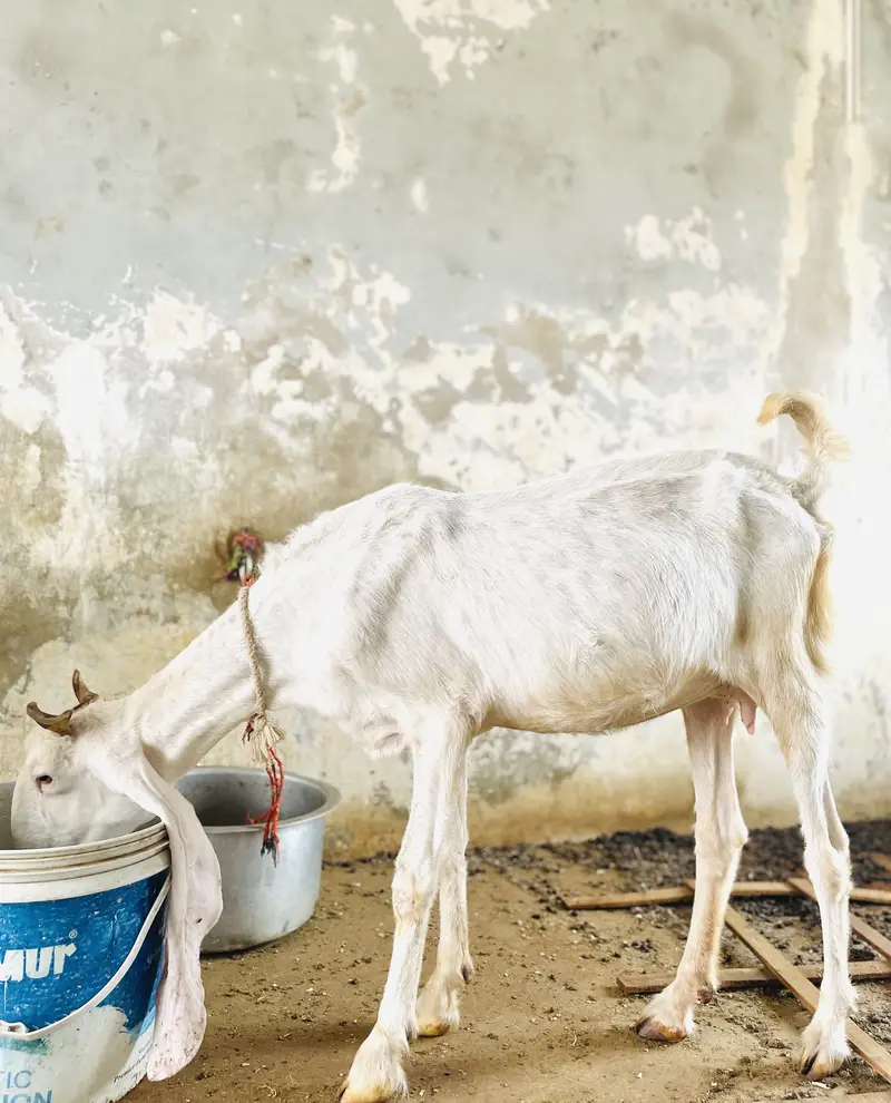 Goat ( PURE GULABI NASAL) — photo 2