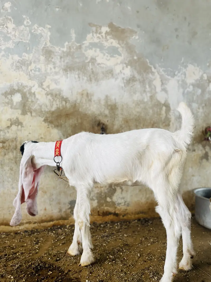 Goat ( PURE GULABI NASAL) — photo 3