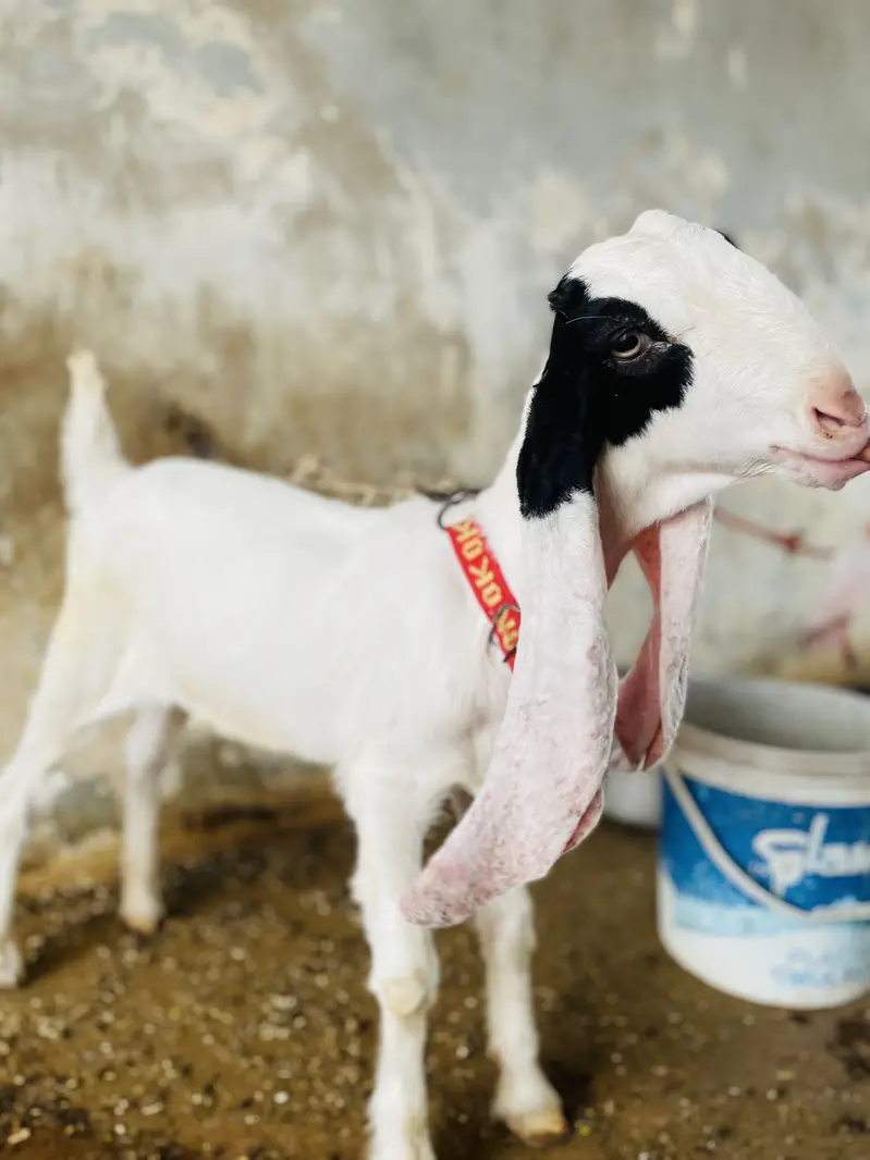 Goat ( PURE GULABI NASAL) — photo 4