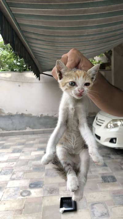 Calico Tabby Kittns