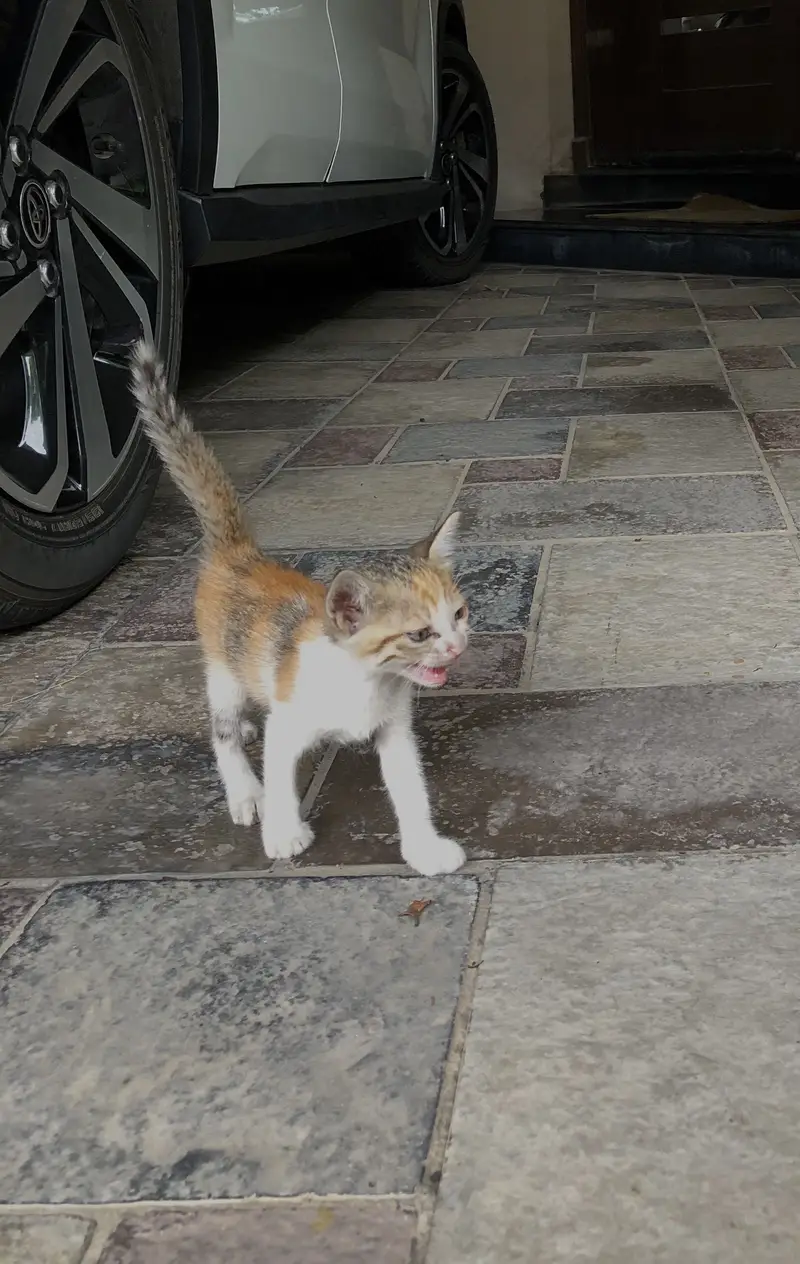 Calico Tabby Kittns — photo 2