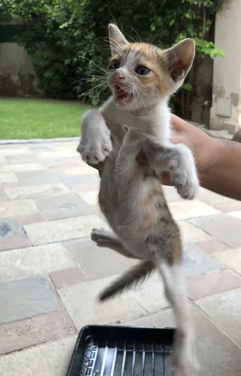 Calico Tabby Kittns — photo 3