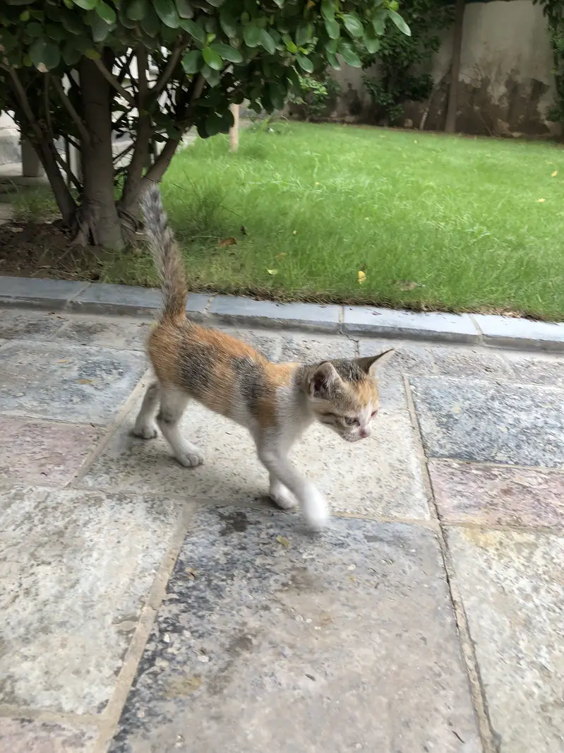 Calico Tabby Kittns — photo 4