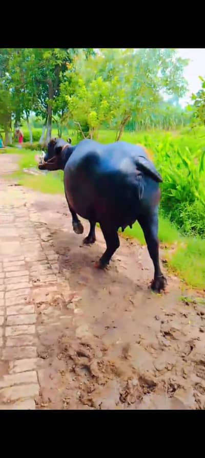Buffalo 1st timer for sale full tyar hai