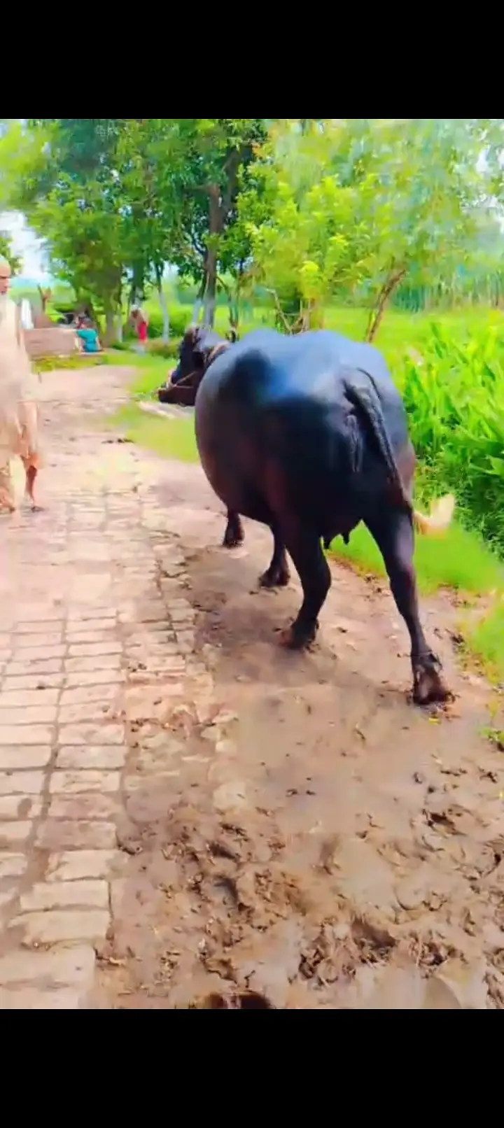Buffalo 1st timer for sale full tyar hai — photo 2