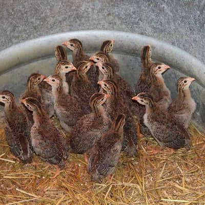 Ginifole chicks Chini murgi K chuzy