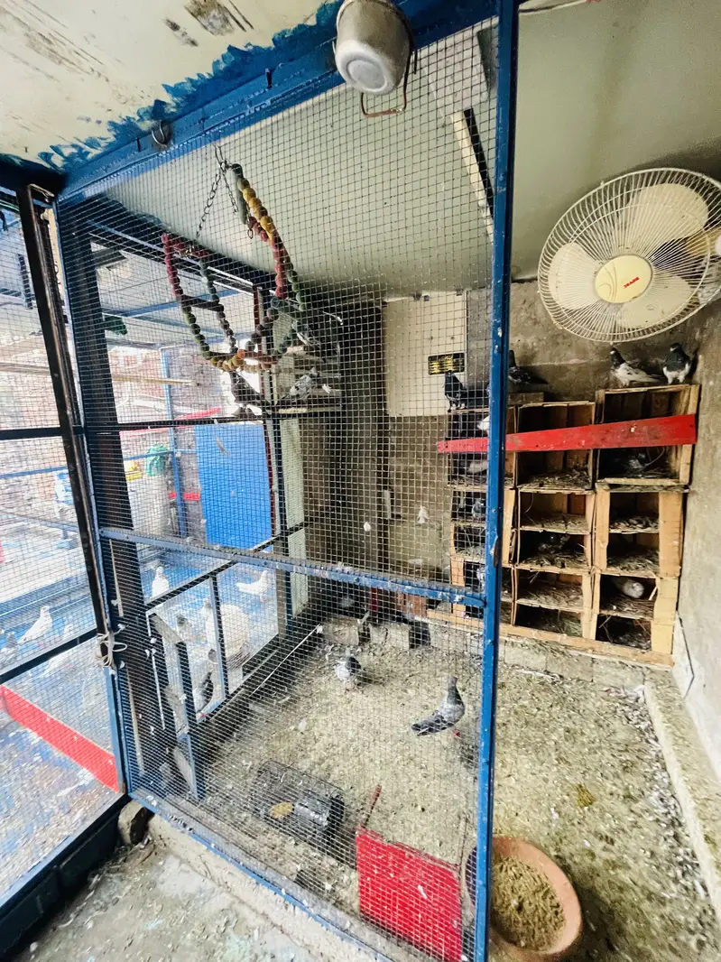 PIGEON CAGE IMPORTED QUALITY — photo 4