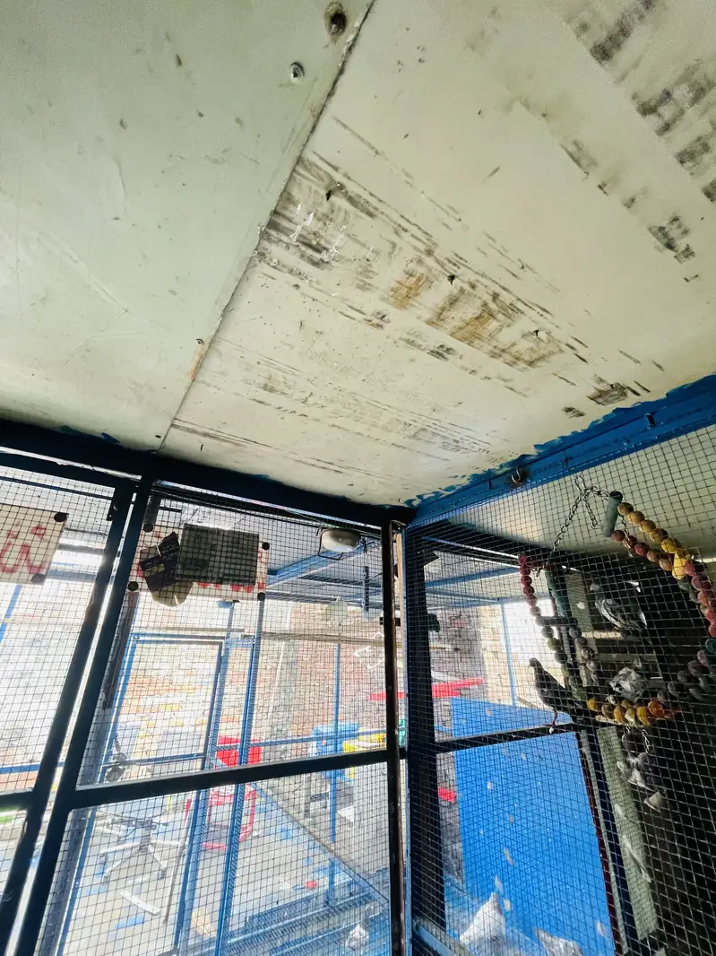 PIGEON CAGE IMPORTED QUALITY — photo 5