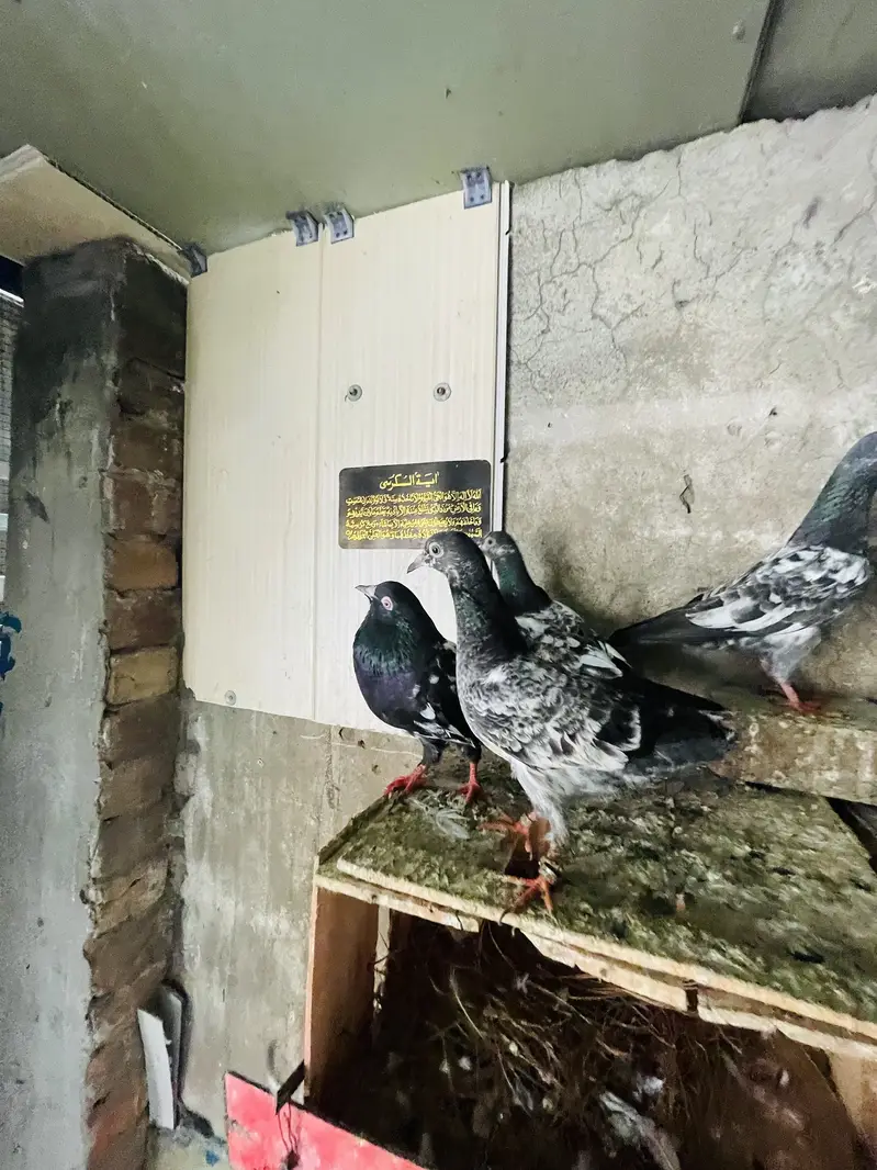 PIGEON CAGE IMPORTED QUALITY — photo 7
