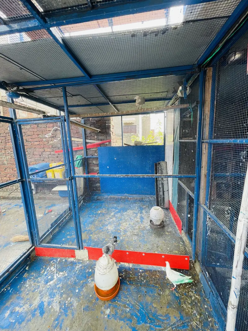 PIGEON CAGE IMPORTED QUALITY — photo 8