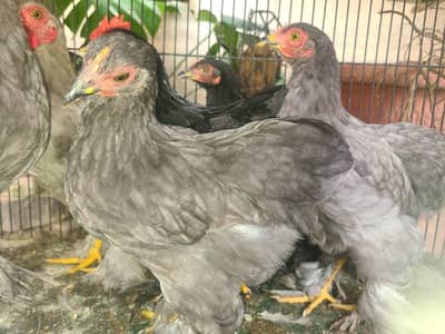 Premium quality zero size bentam ready to breed pairs(03228809948)
