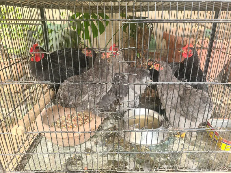 Premium quality zero size bentam ready to breed pairs(03228809948) — photo 2