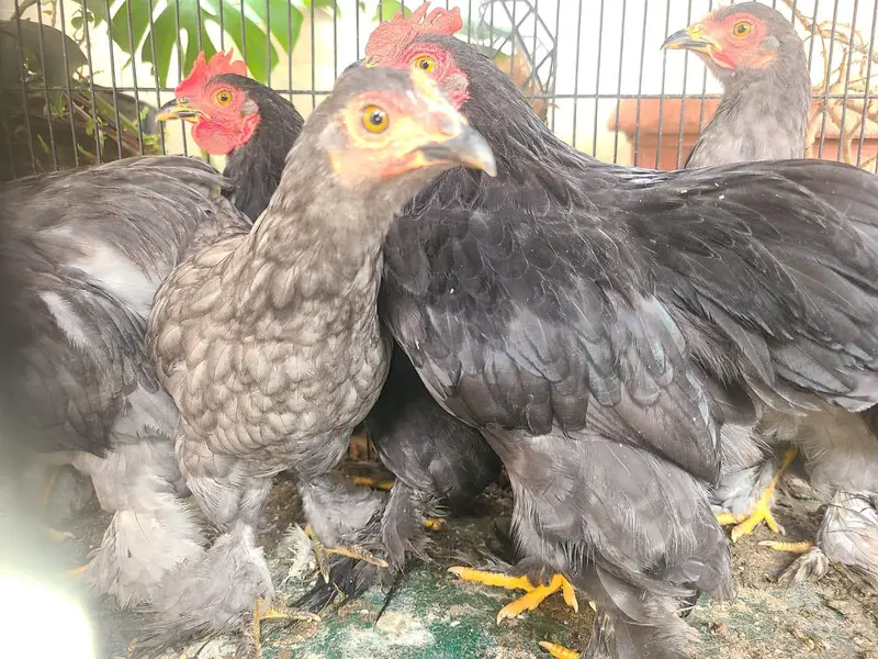 Premium quality zero size bentam ready to breed pairs(03228809948) — photo 3