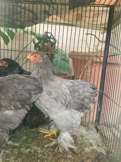 Premium quality zero size bentam breeder egg laying trio set