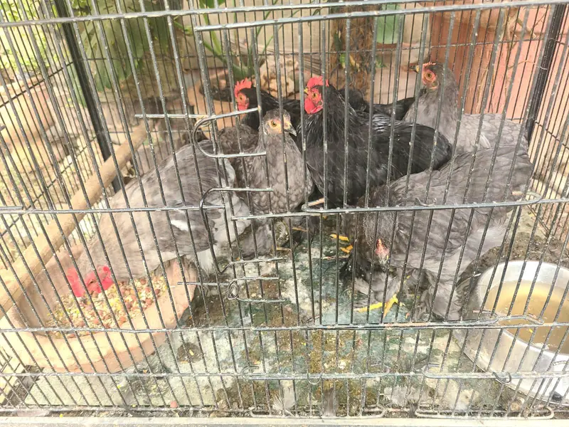 Premium quality zero size bentam ready to breed pairs(03228809948) — photo 5