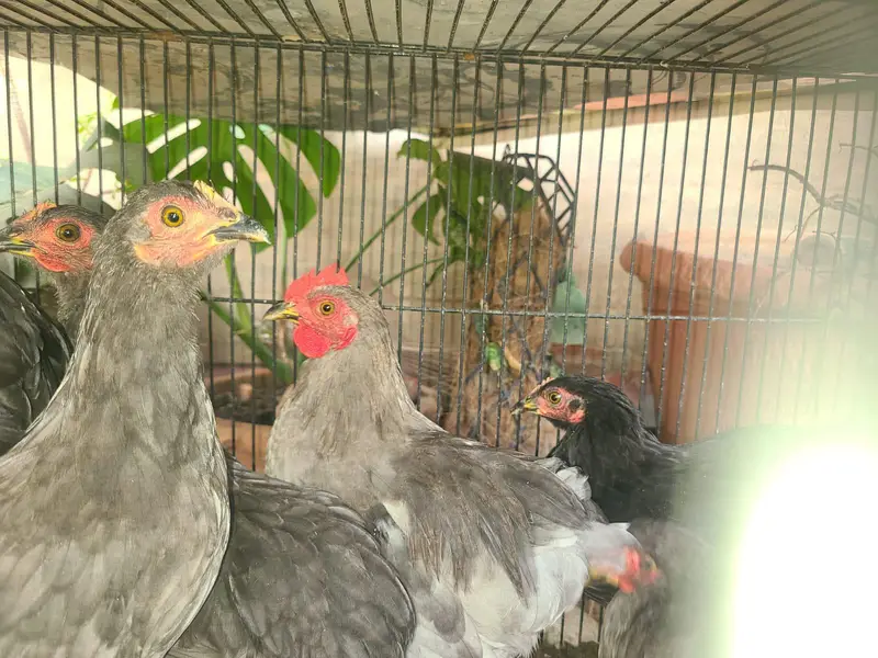 Premium quality zero size bentam ready to breed pairs(03228809948) — photo 6