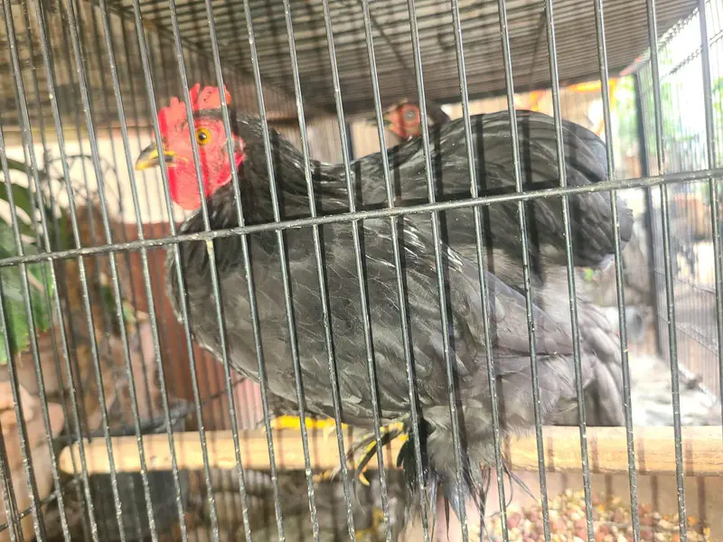 Premium quality zero size bentam ready to breed pairs(03228809948) — photo 7