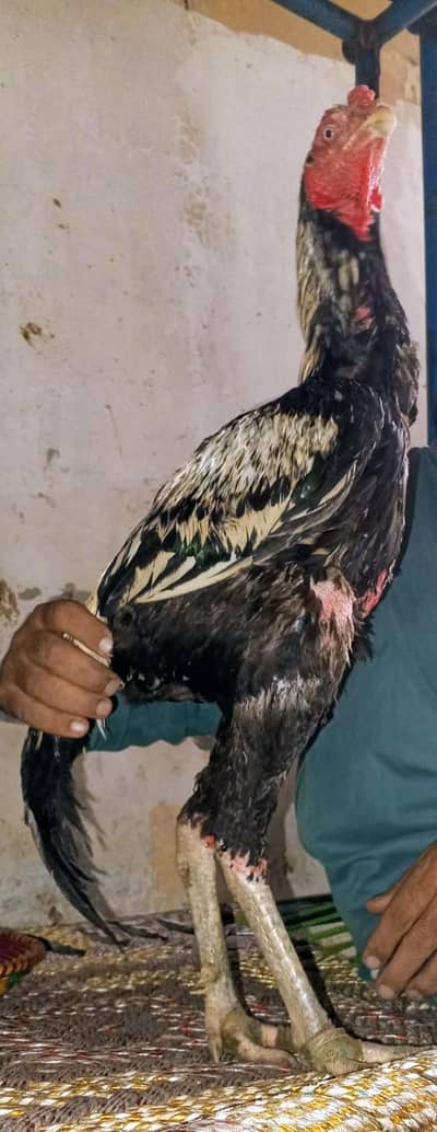 Pure Aseel Murgay Murgiyan Chicks - All Ages - Lahore