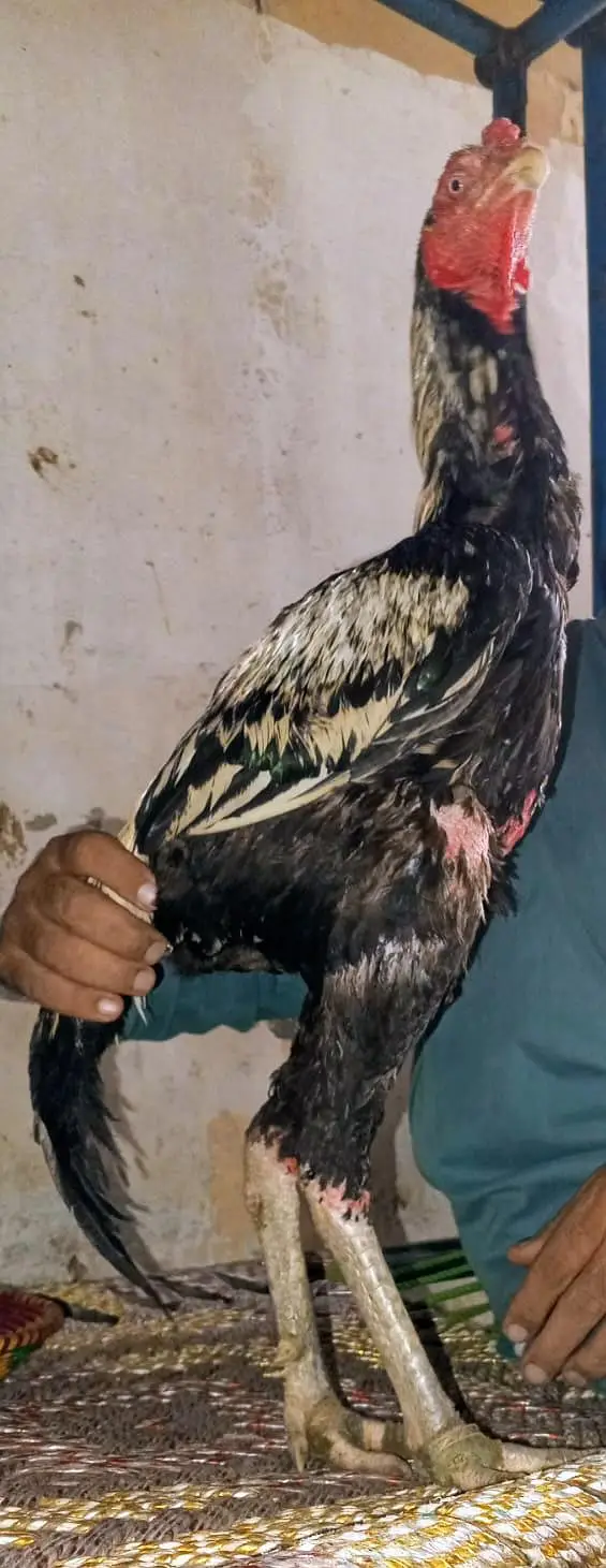 Pure Aseel Murgay Murgiyan Chicks - All Ages - Lahore