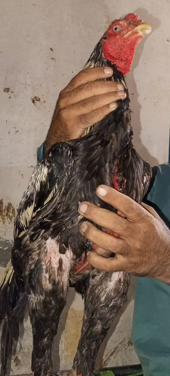 Pure Aseel Murgay Murgiyan Chicks - All Ages - Lahore — photo 2