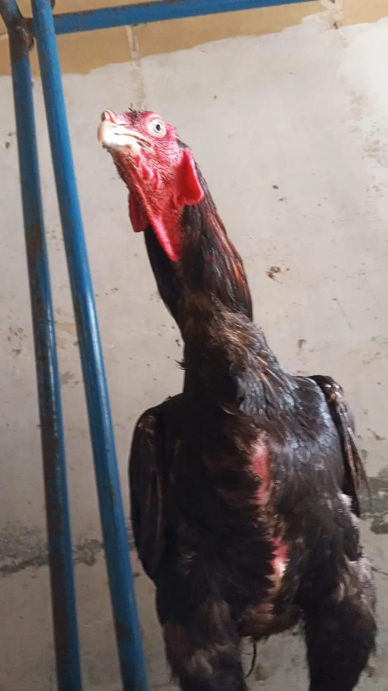 Pure Aseel Murgay Murgiyan Chicks - All Ages - Lahore — photo 3