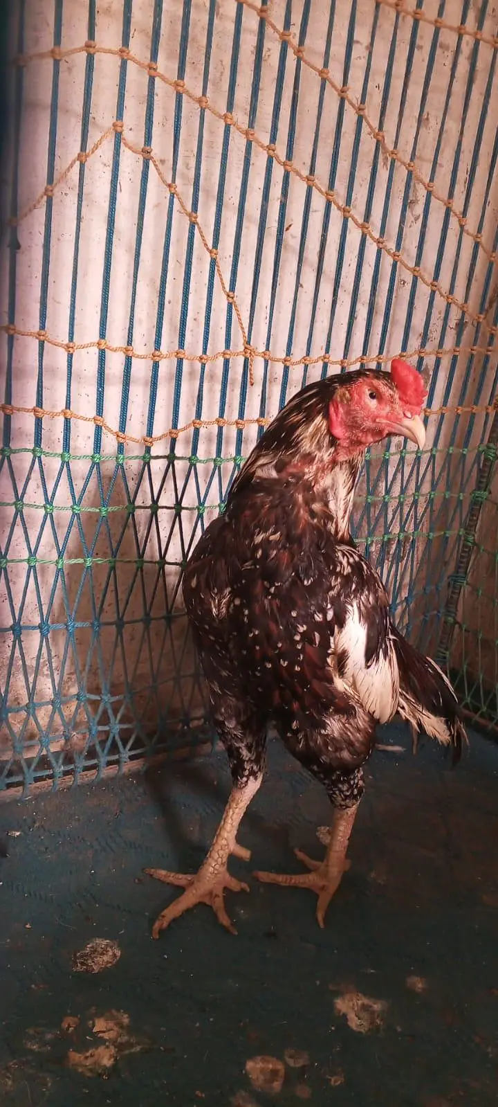 Pure Aseel Murgay Murgiyan Chicks - All Ages - Lahore — photo 4