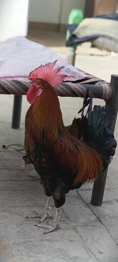 Golden Rooster