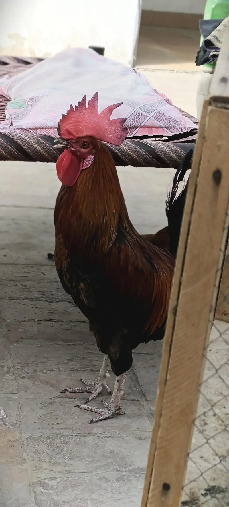 Golden Rooster — photo 2