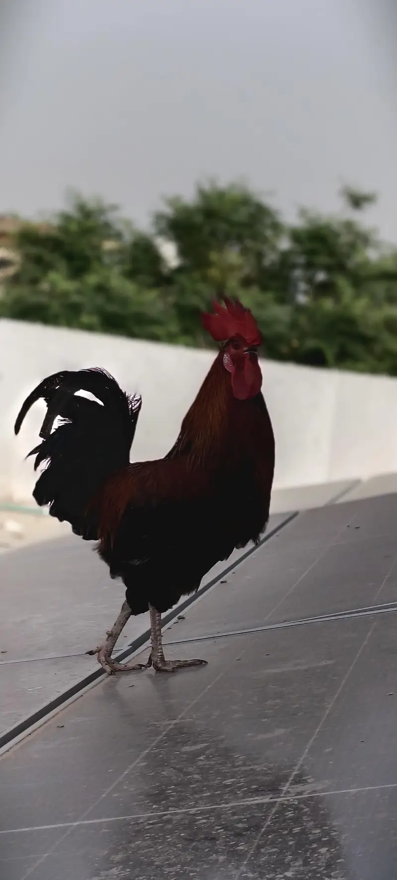 Golden Rooster — photo 3