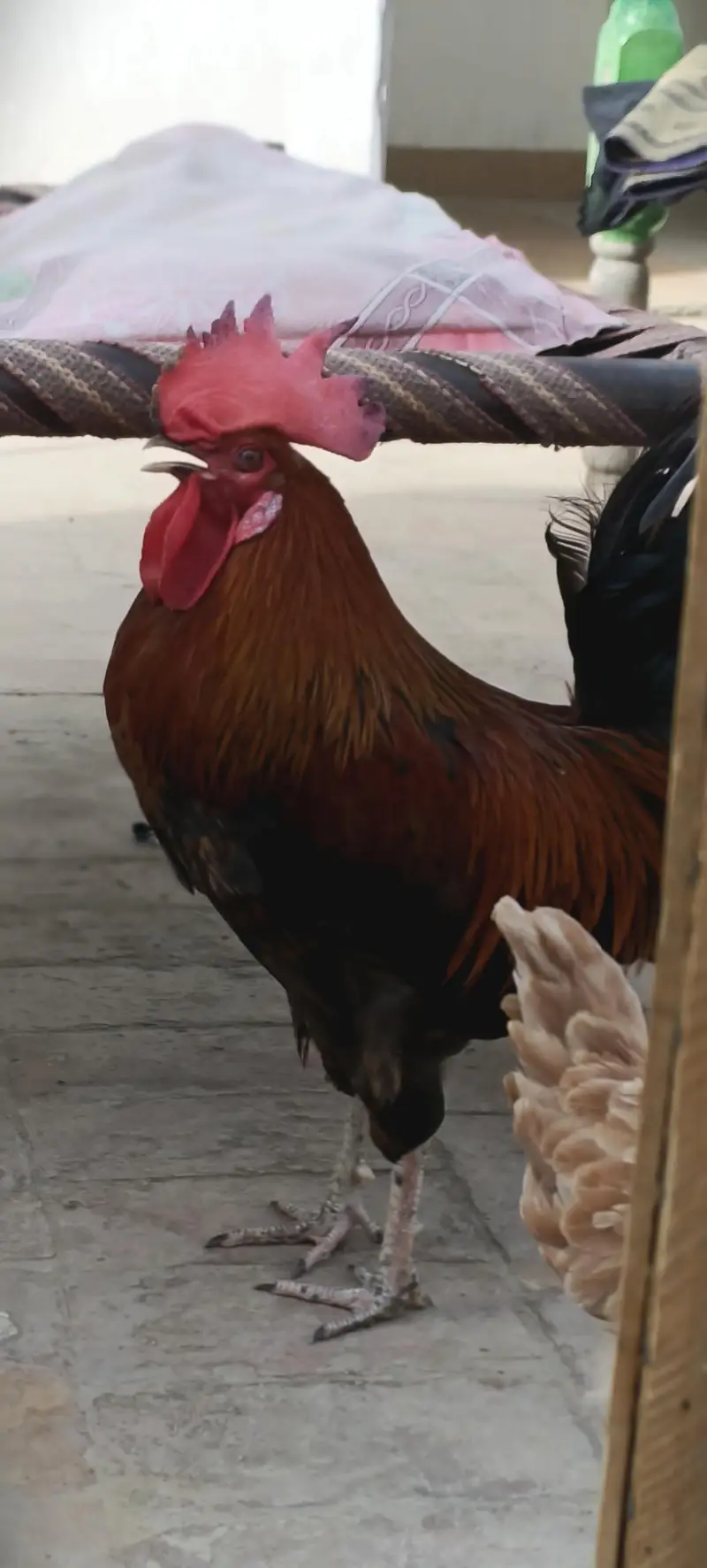 Golden Rooster — photo 4