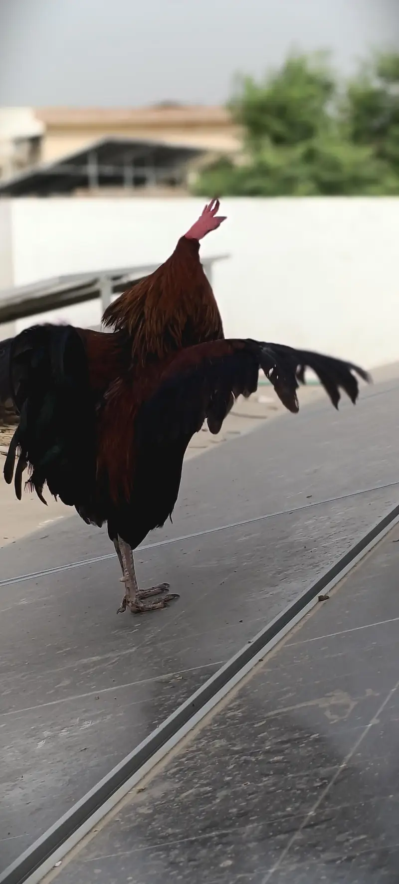 Golden Rooster — photo 5