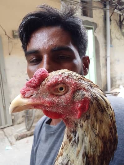 Pakastani Rampuri Aseel