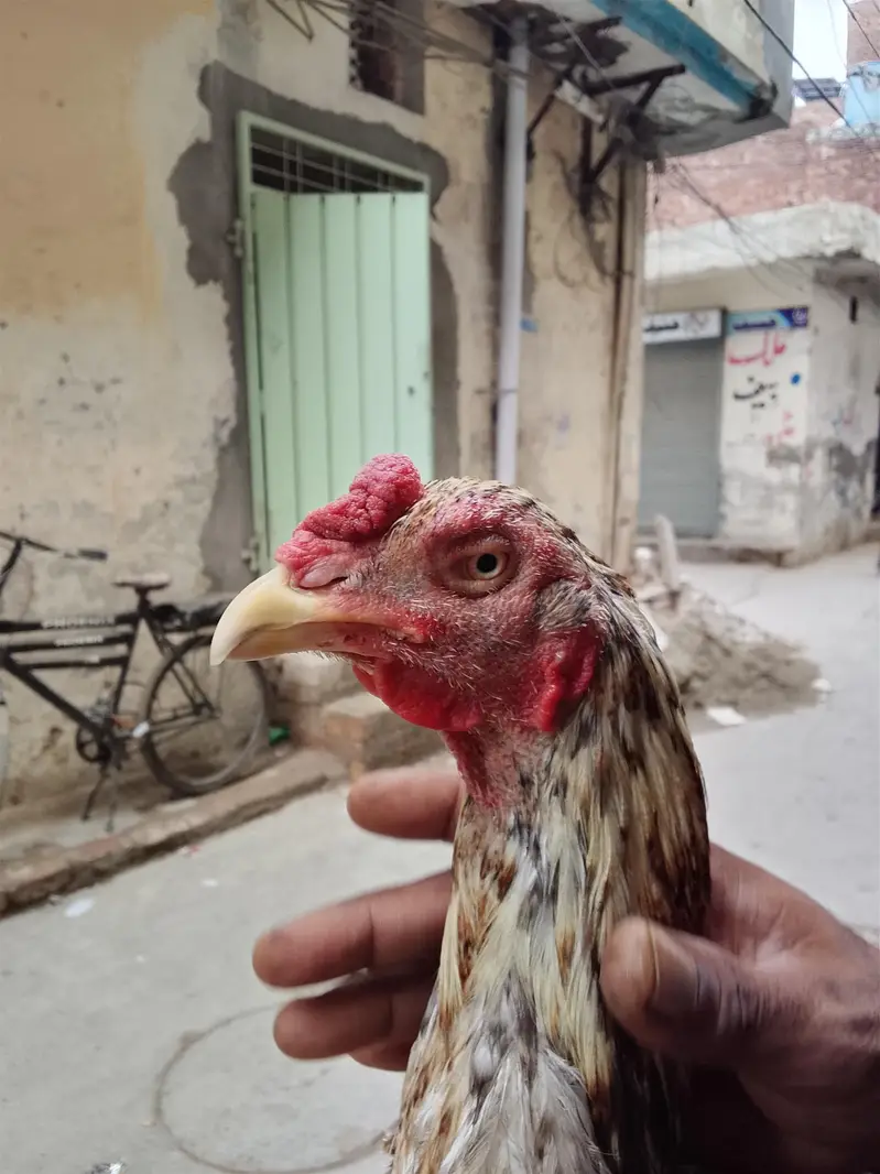 Pakastani Rampuri Aseel — photo 2