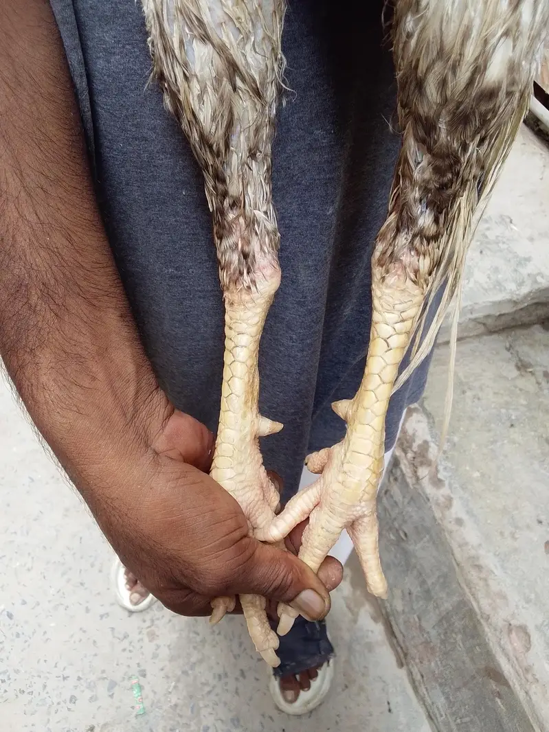 Pakastani Rampuri Aseel — photo 3