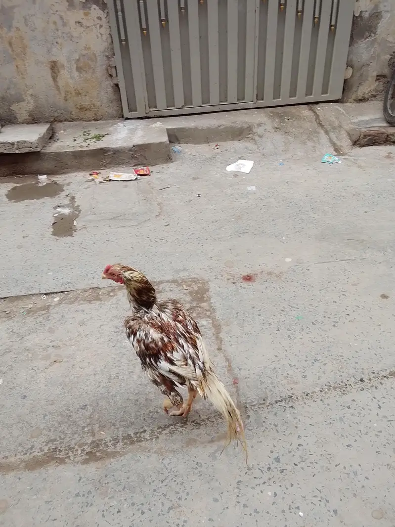 Pakastani Rampuri Aseel — photo 4