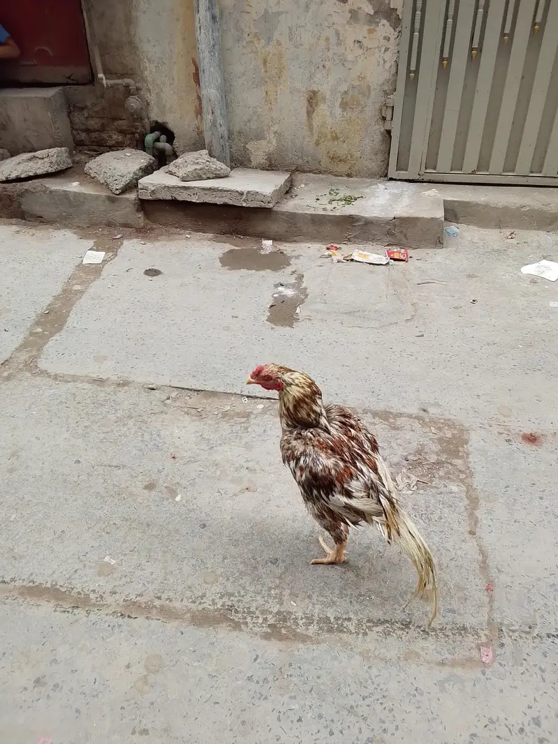 Pakastani Rampuri Aseel — photo 5